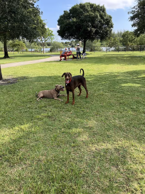 Barkham Dog Park at Markham Park